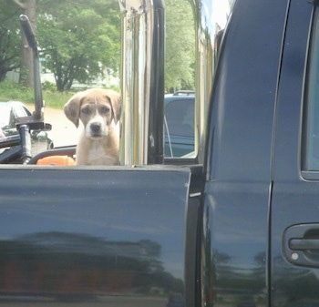 A tan with white Saint Dane puppy is sitting in the bed of a black pick-up truck.